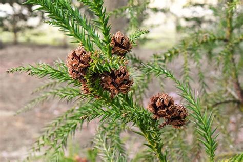 杉種類|スギ（杉）とは｜育て方がわかる植物図鑑｜みんなの 